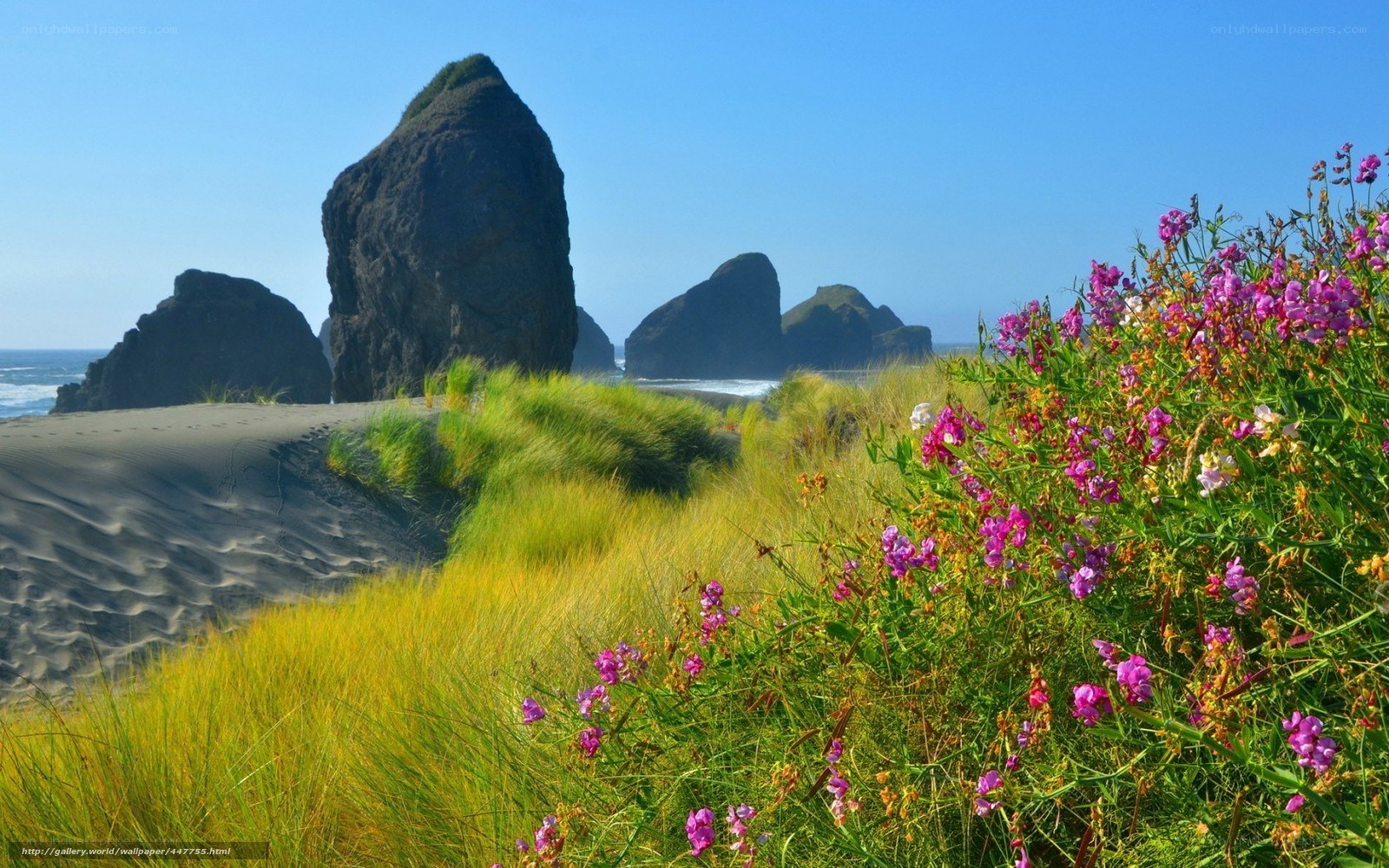 Flowers on a sandy beach