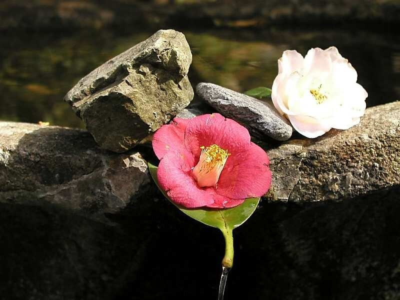 flowers on a stone wall