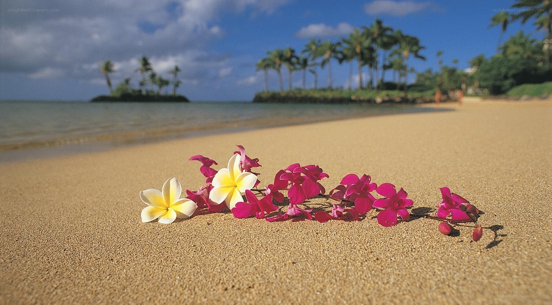 Flowers on a tropical beach