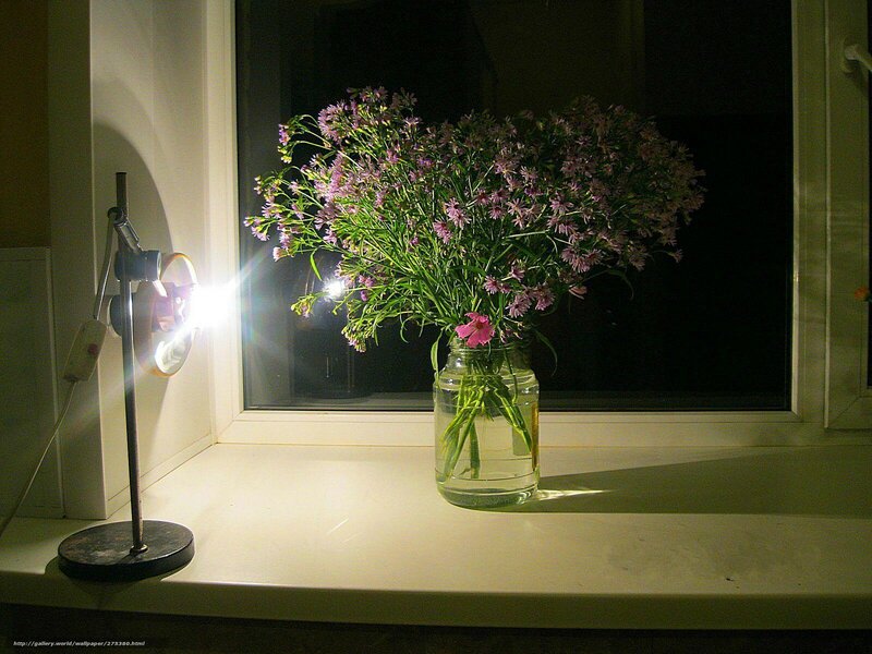Flowers on a windowsill
