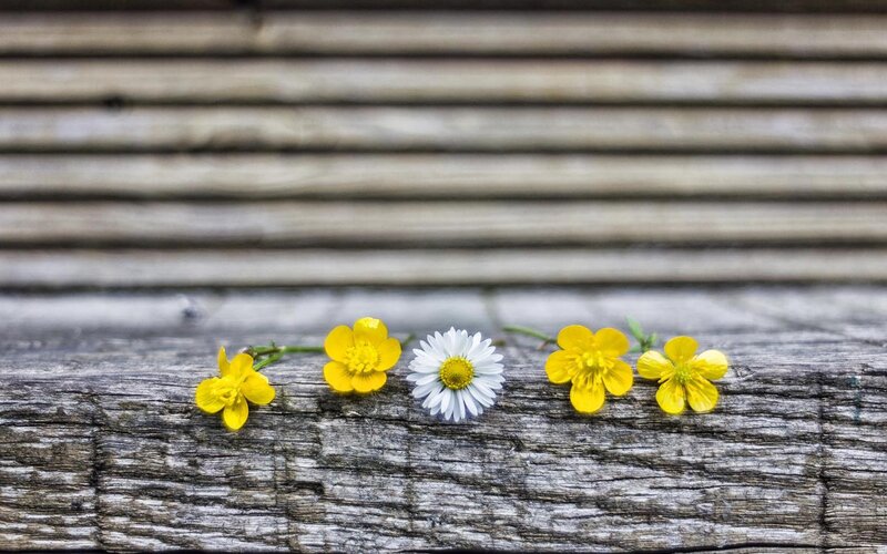 flowers on a wooden surface