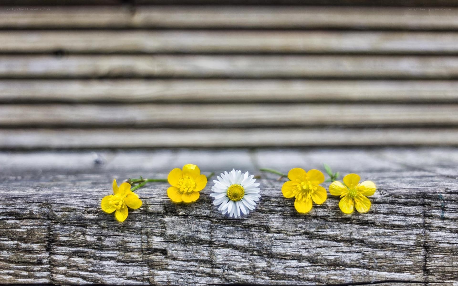 flowers on a wooden surface