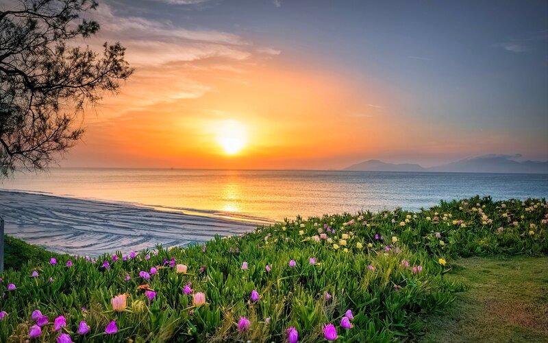 Flowers on Beach at Sunset