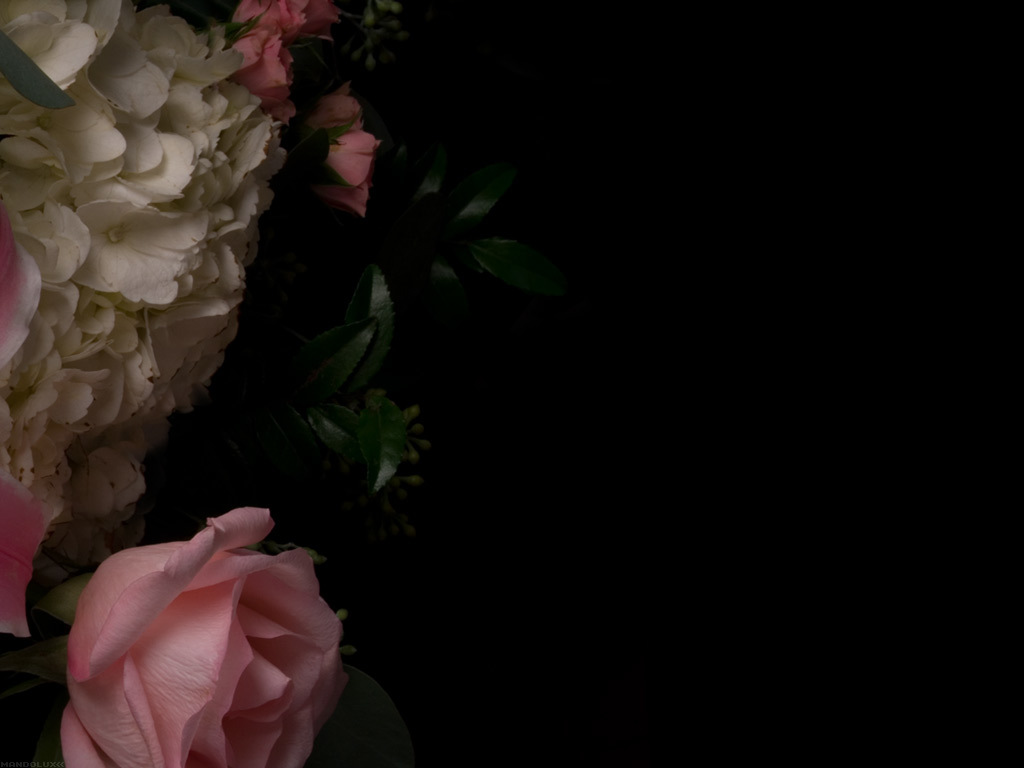 flowers on black background