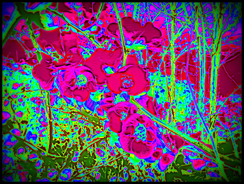 Flowers on Branches