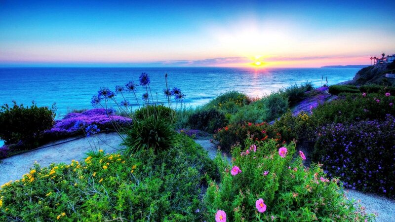 Flowers on Cliff Edge