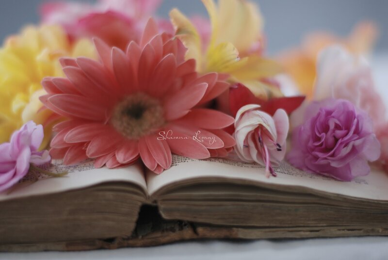 Flowers on Open Book — Pink, Serene