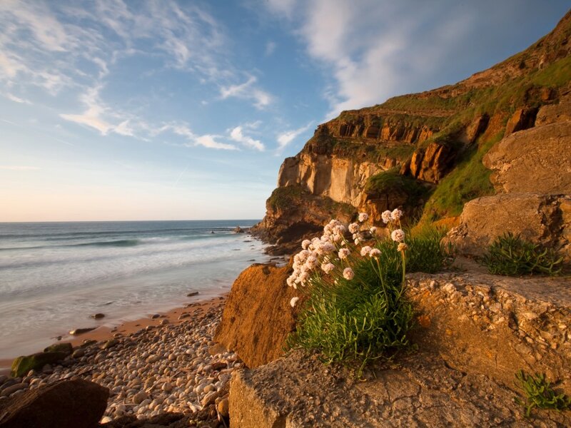 Flowers on Rocky Cliff