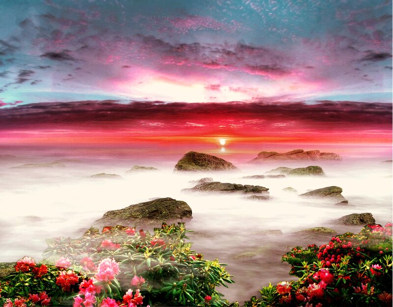 Flowers on Rocky Shore — Pink