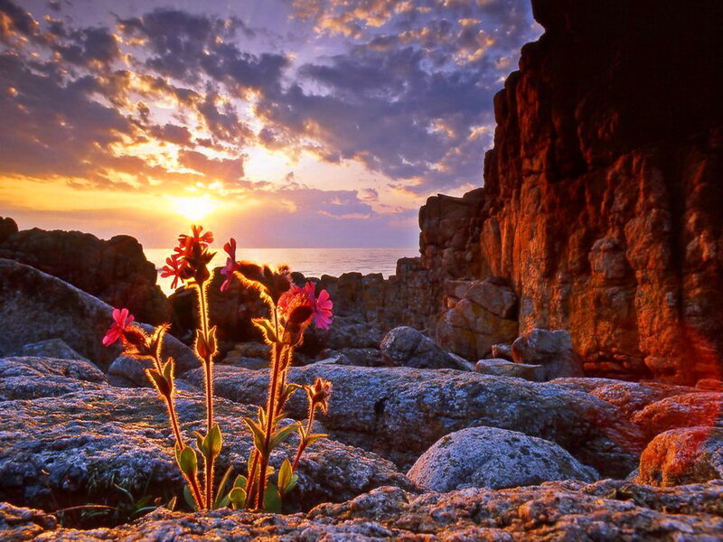 Flowers on Rocky Shore