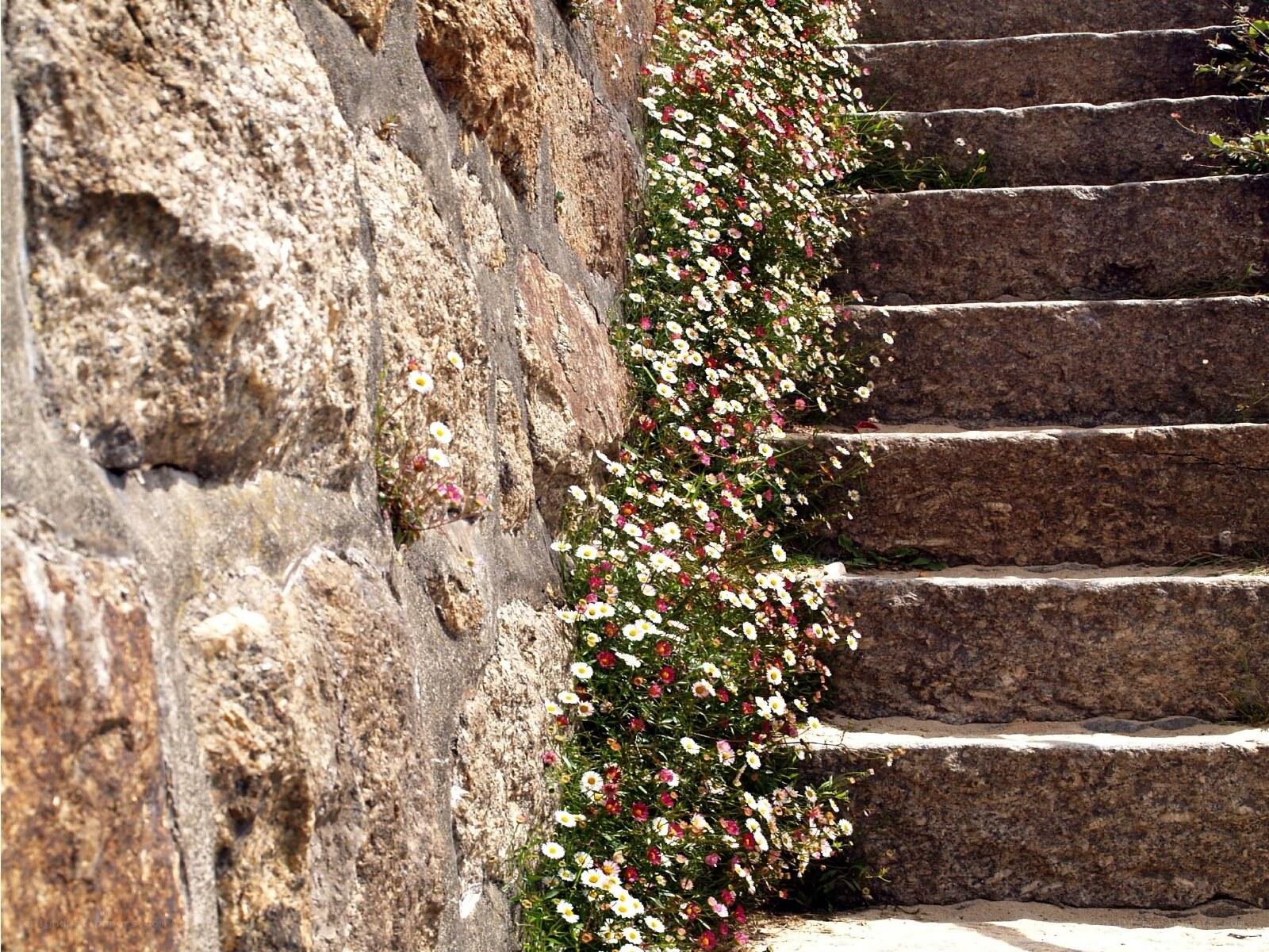 Flowers on stone stairs