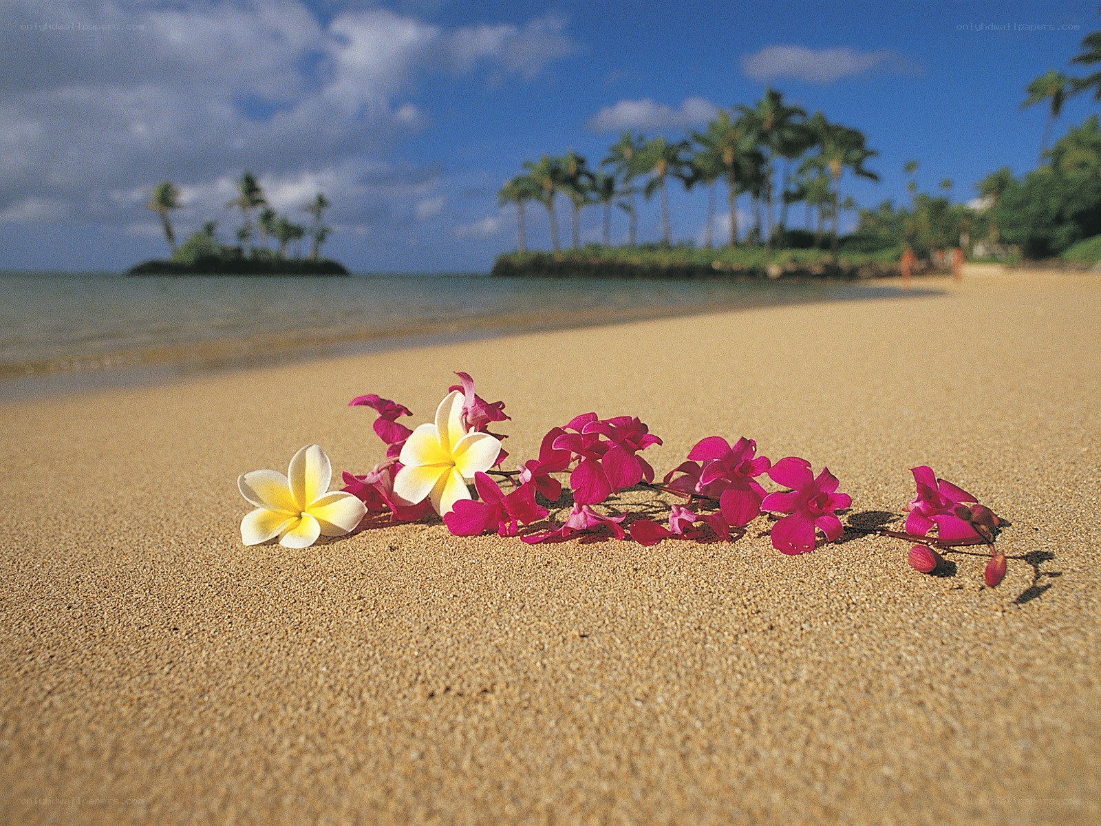 flowers on tropical beach