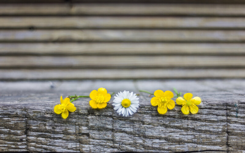 Flowers on weathered wood