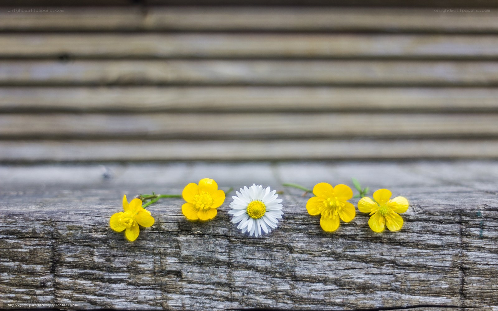 Flowers on weathered wood