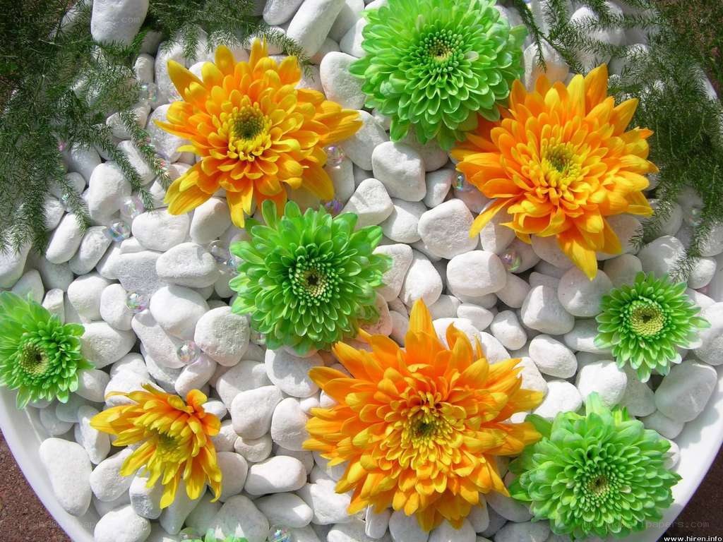Flowers on white pebbles
