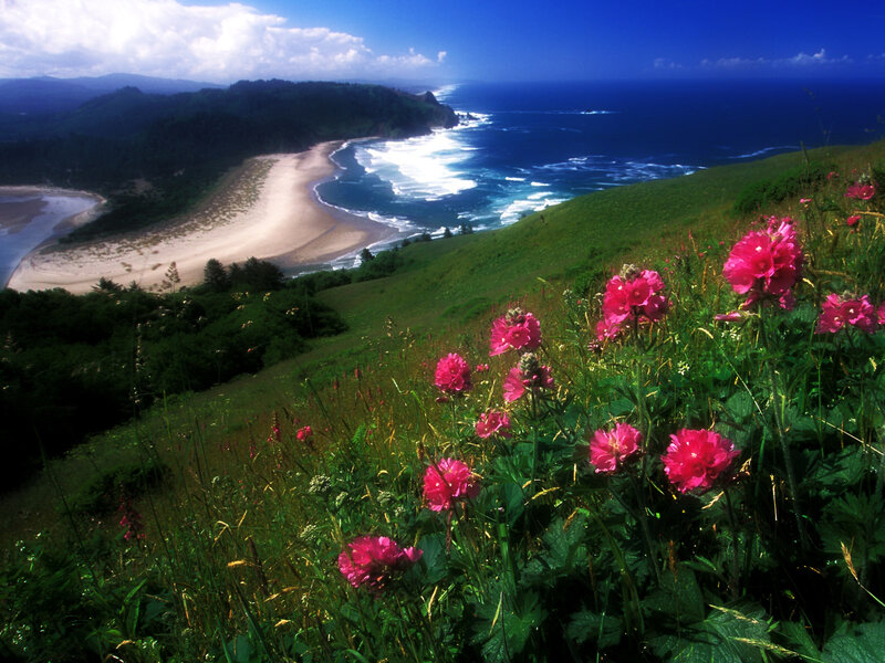 Flowers overlooking a coastal bay