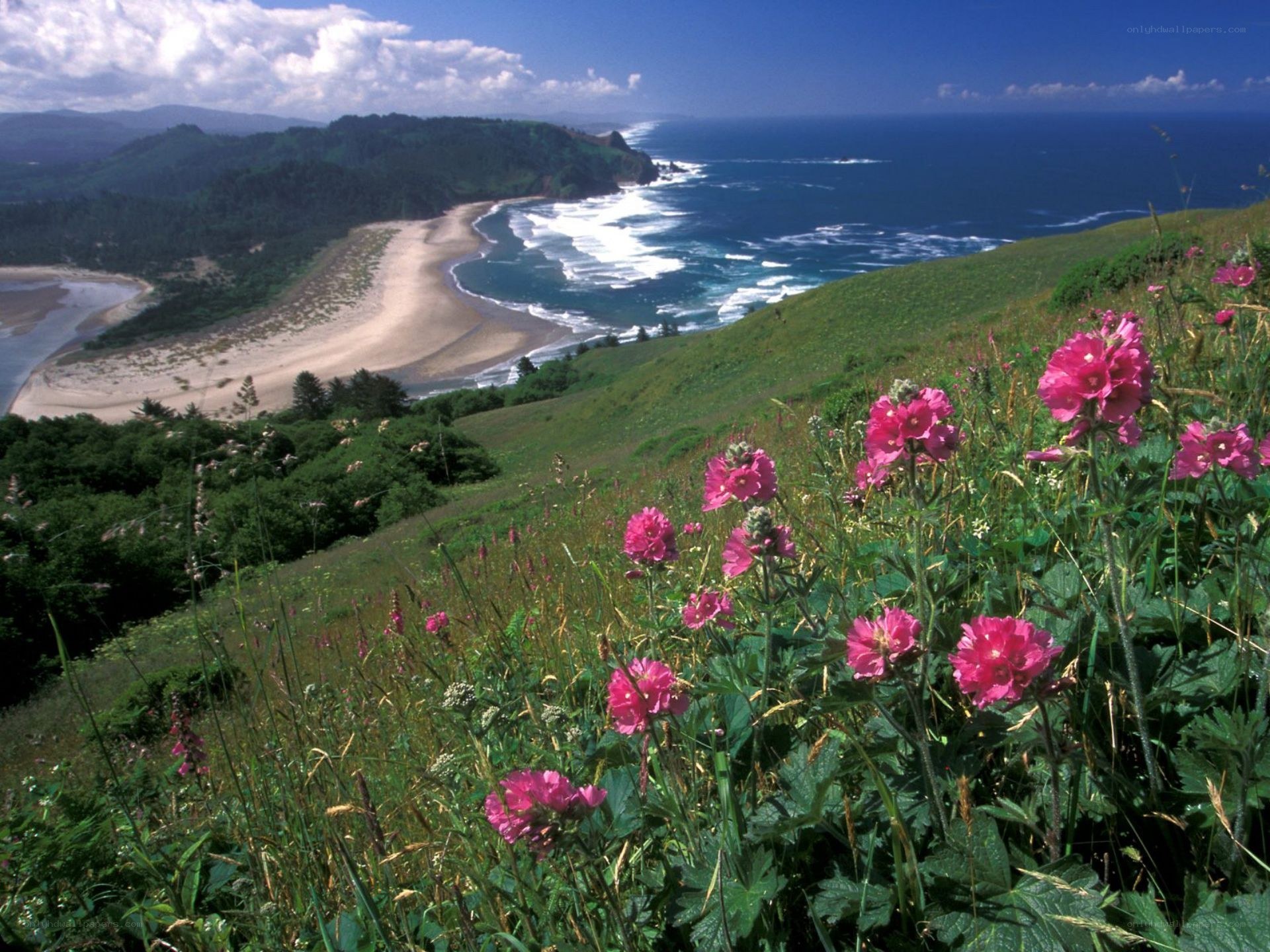 Flowers overlooking a coastal bay
