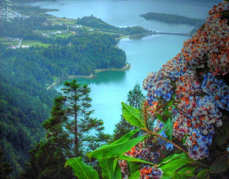 Flowers overlooking a lake