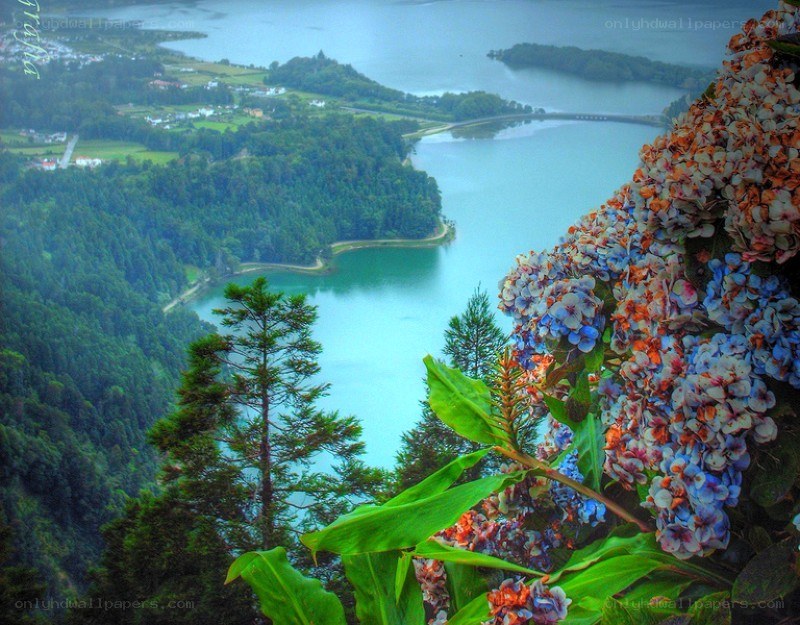 Flowers overlooking a lake