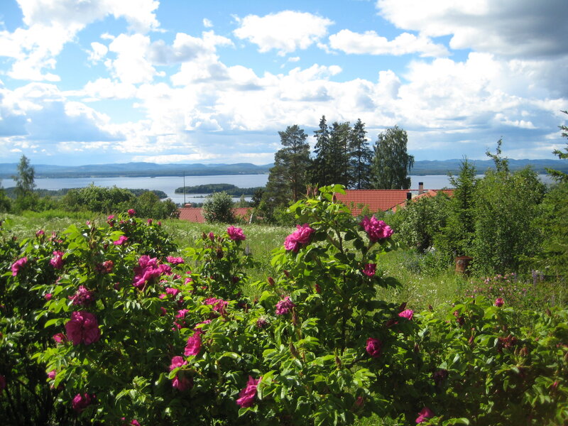 Flowers overlooking a lake
