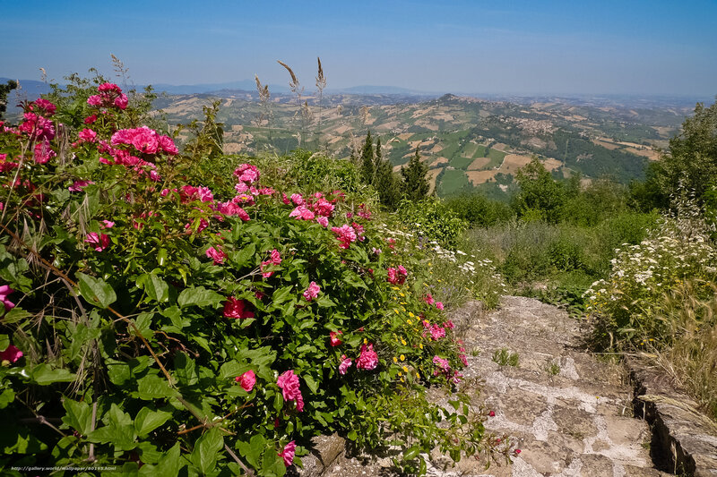 Flowers overlooking a valley