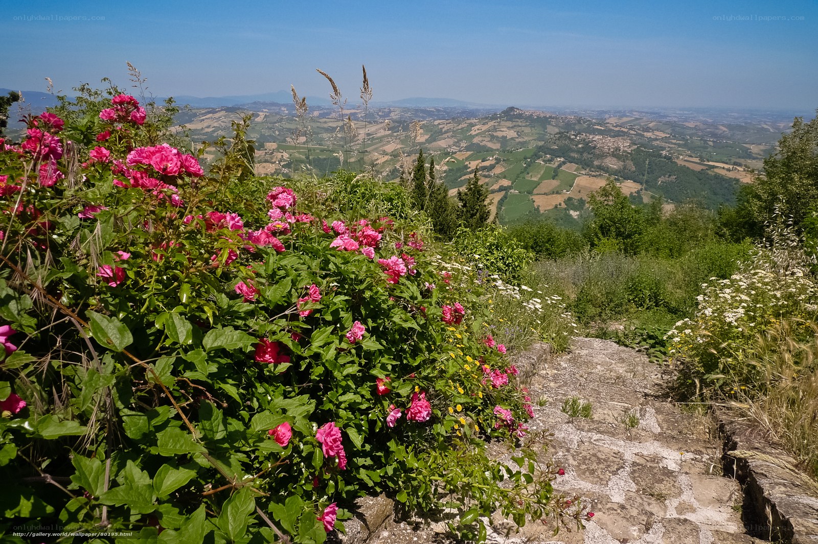 Flowers overlooking a valley