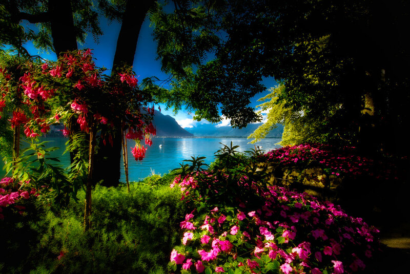 Flowers Overlooking Lake