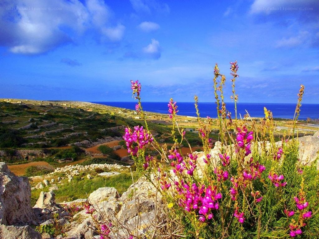 Flowers overlooking the sea