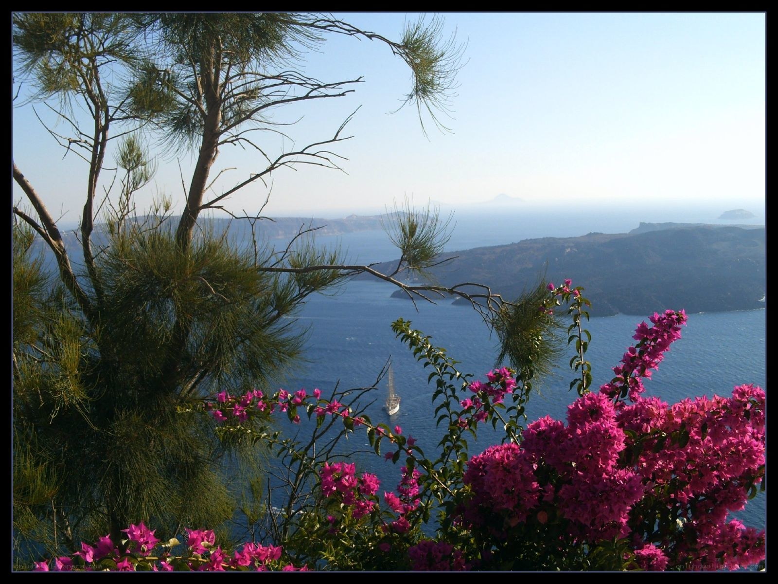Flowers overlooking the sea