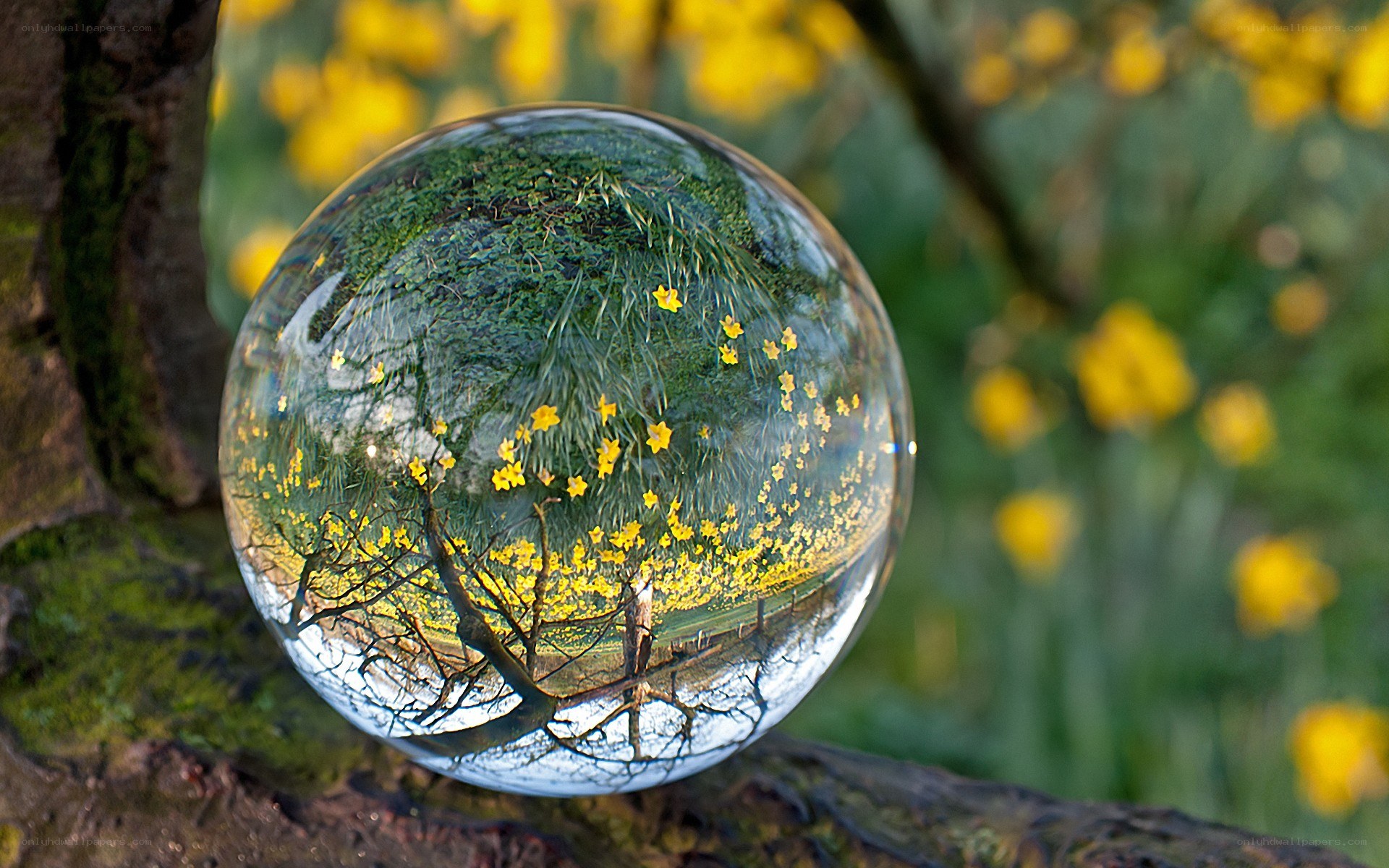 Flowers reflected in a glass sphere
