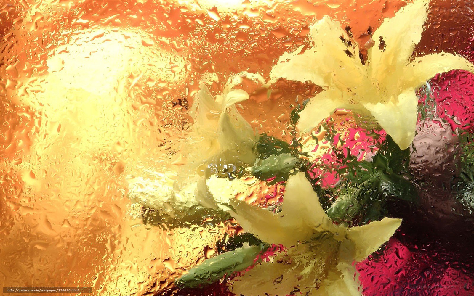 Flowers through a rain-streaked window