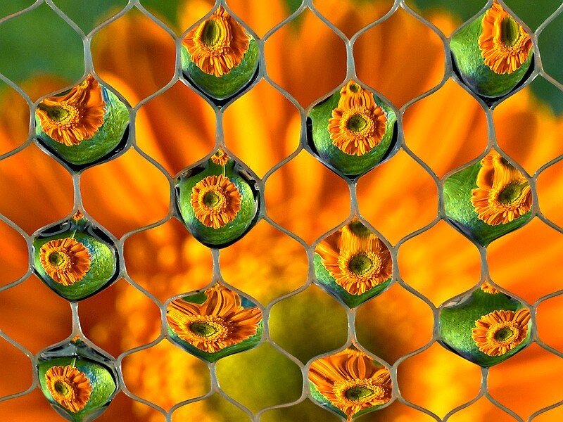 Flowers through a wire mesh