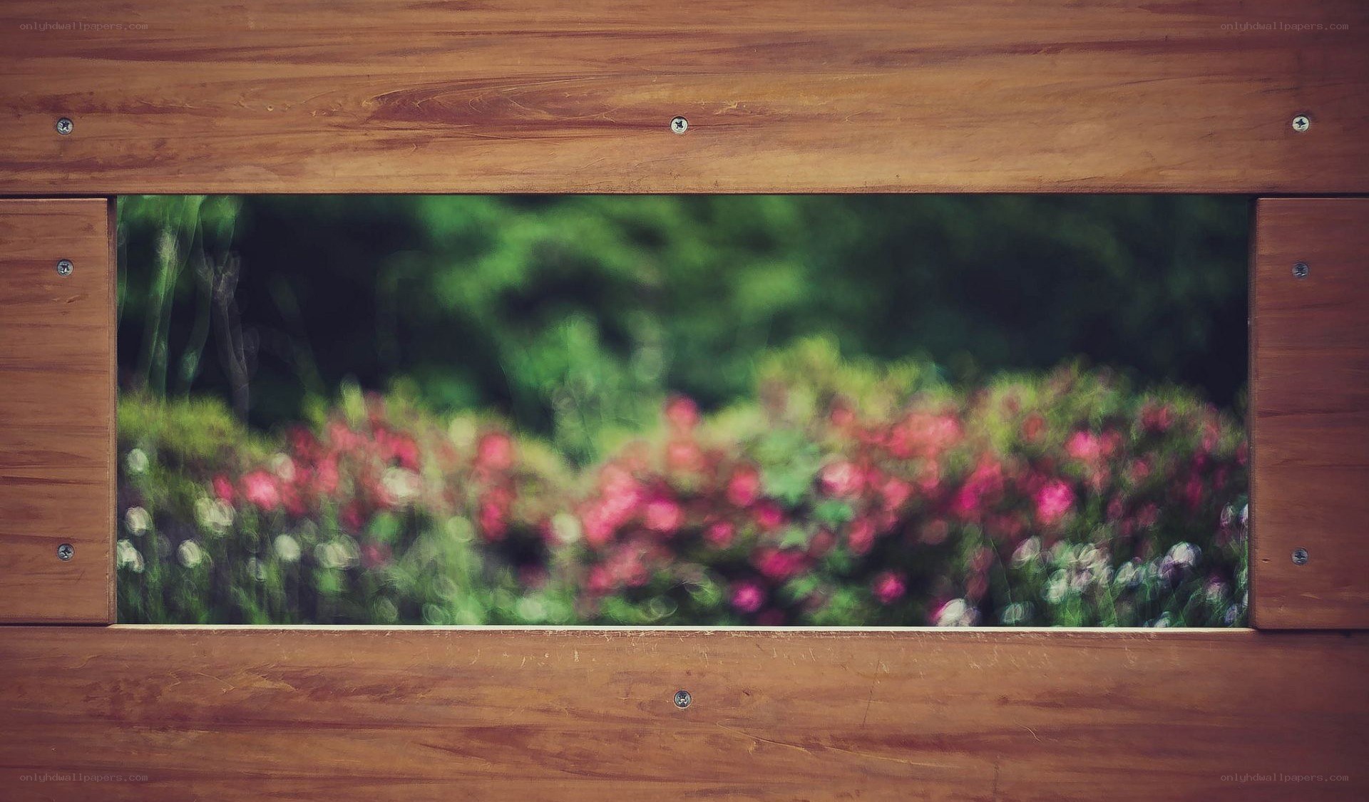 flowers through wooden frame