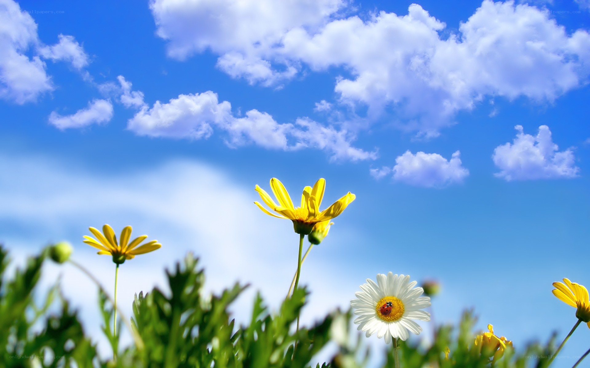 Flowers under a blue sky