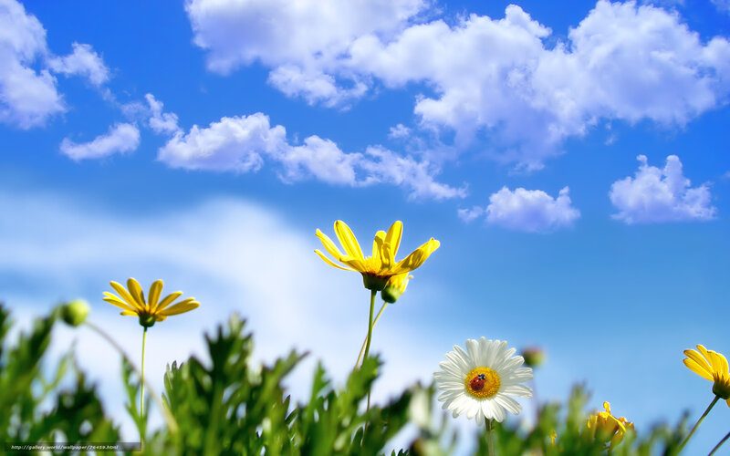Flowers under a blue sky