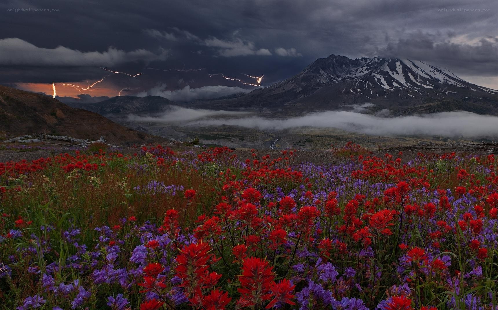 Flowers under a stormy sky