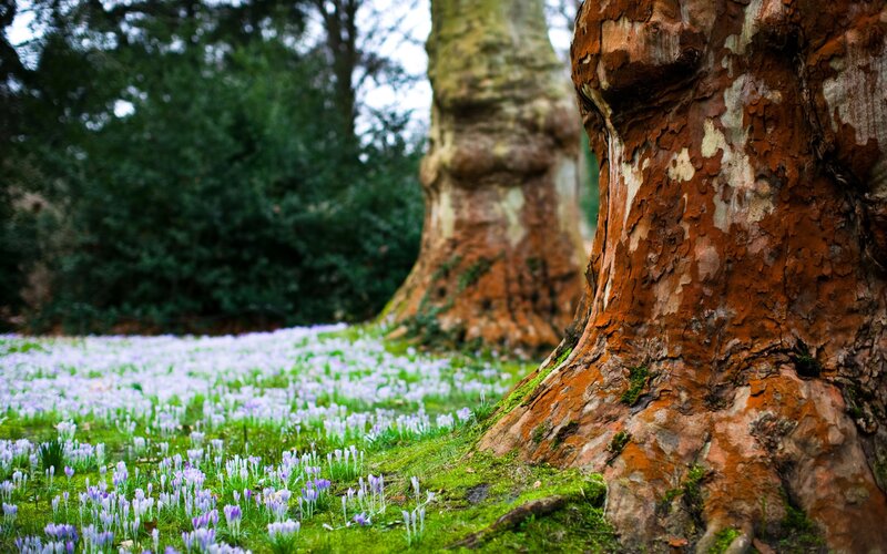 Flowers under a tree
