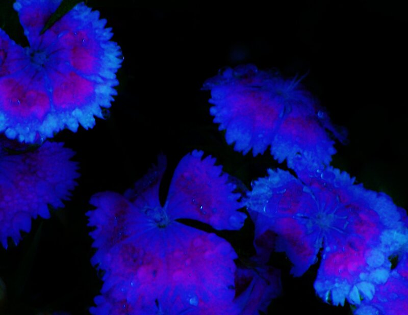 Flowers under Black Light