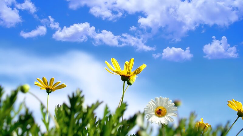 flowers under blue sky