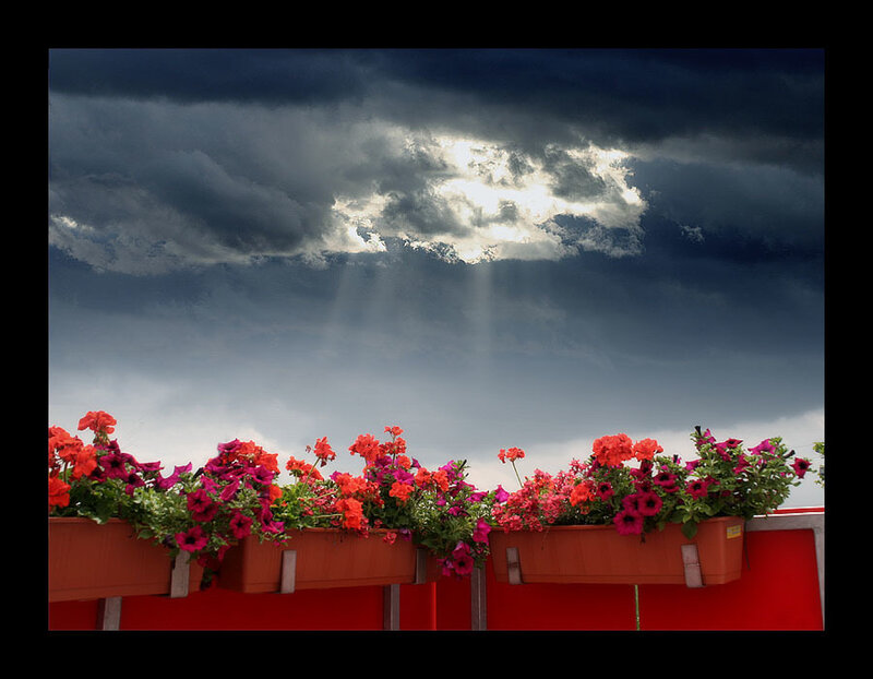 Flowers under stormy sky