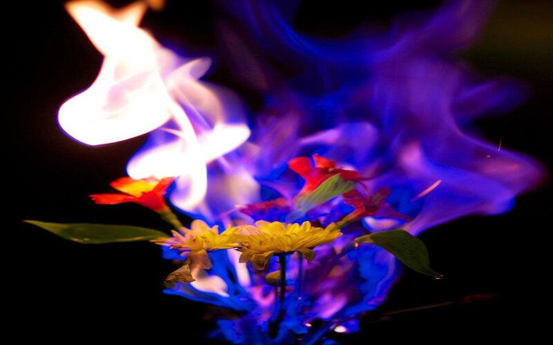 Flowers with Blue Flame