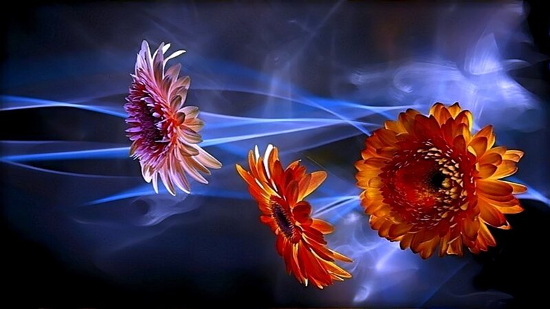 Flowers with blue light effects