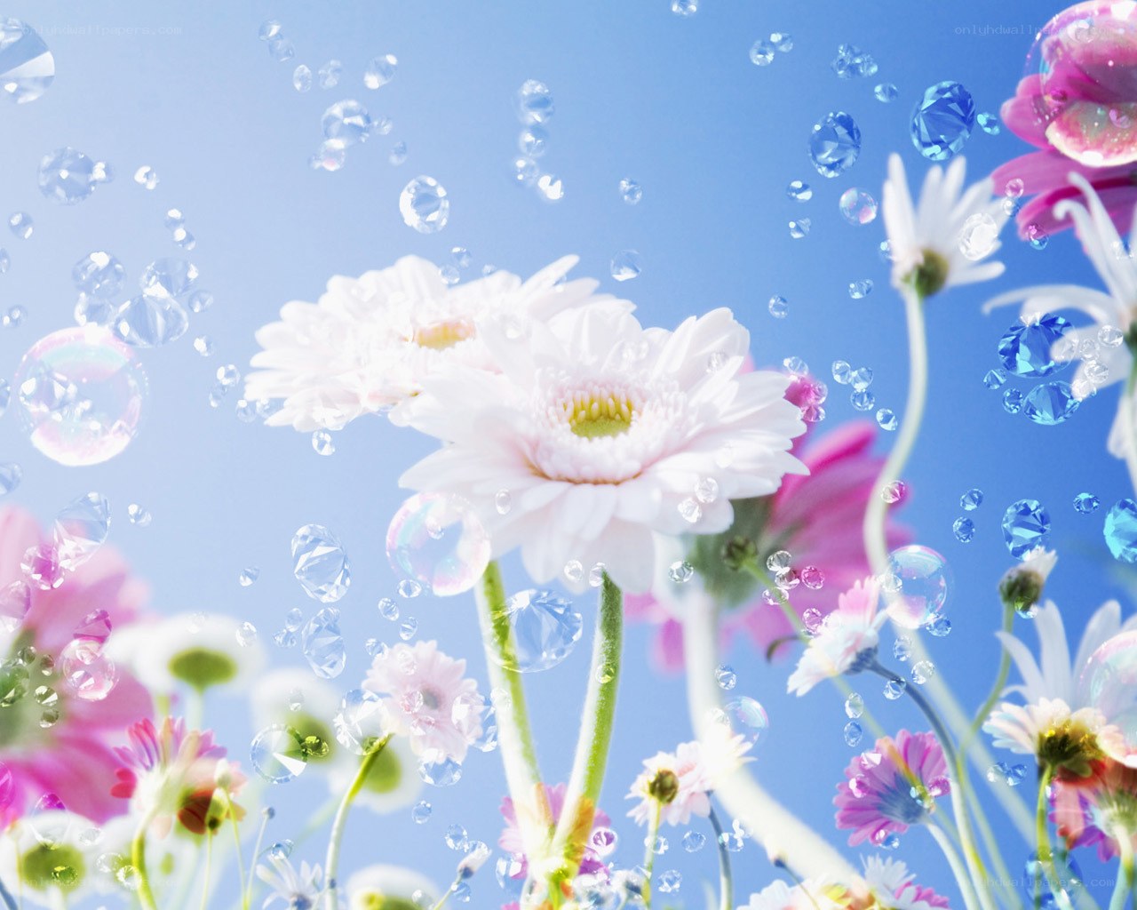 Flowers with bubbles in the sky