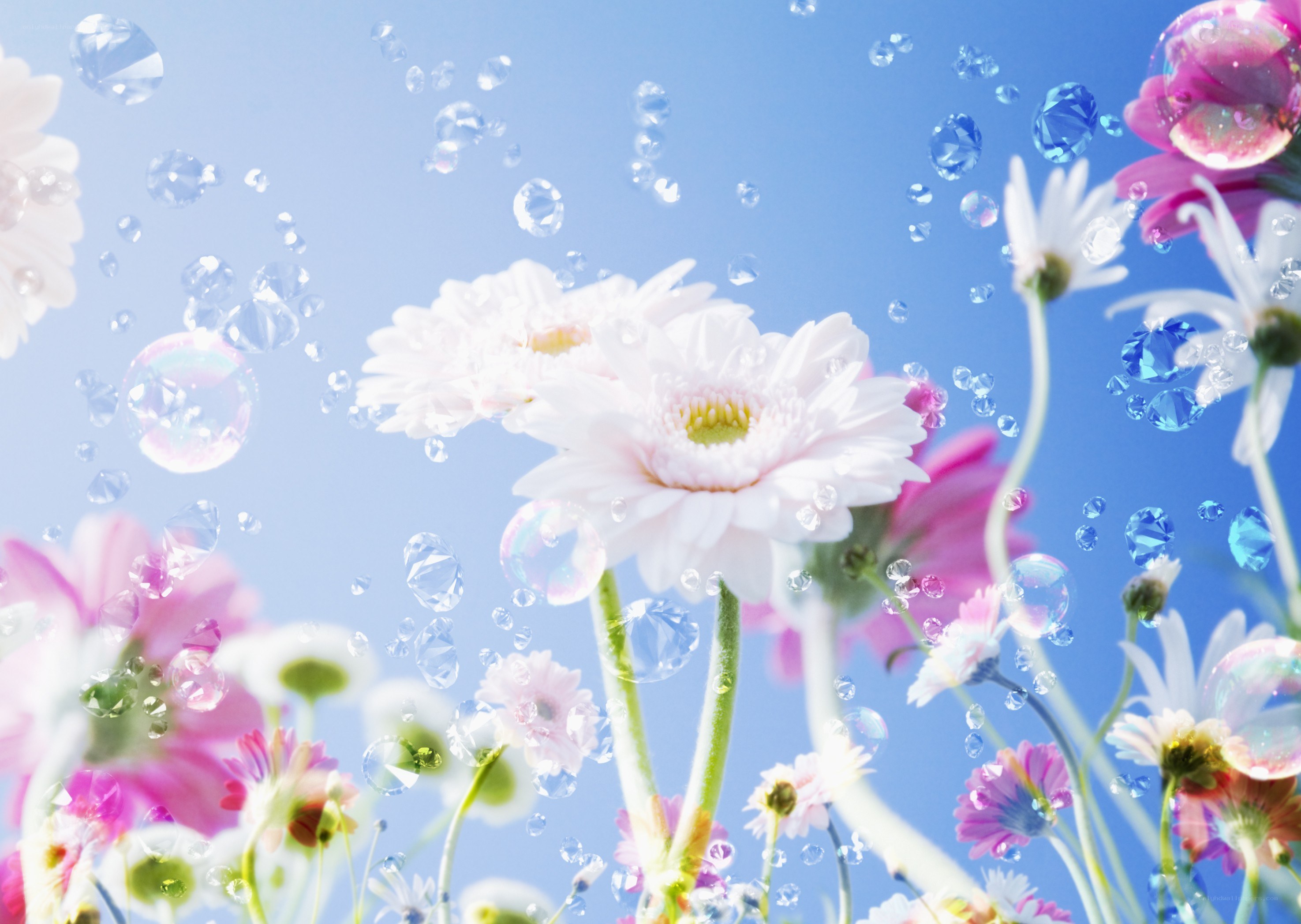 Flowers with bubbles in the sky