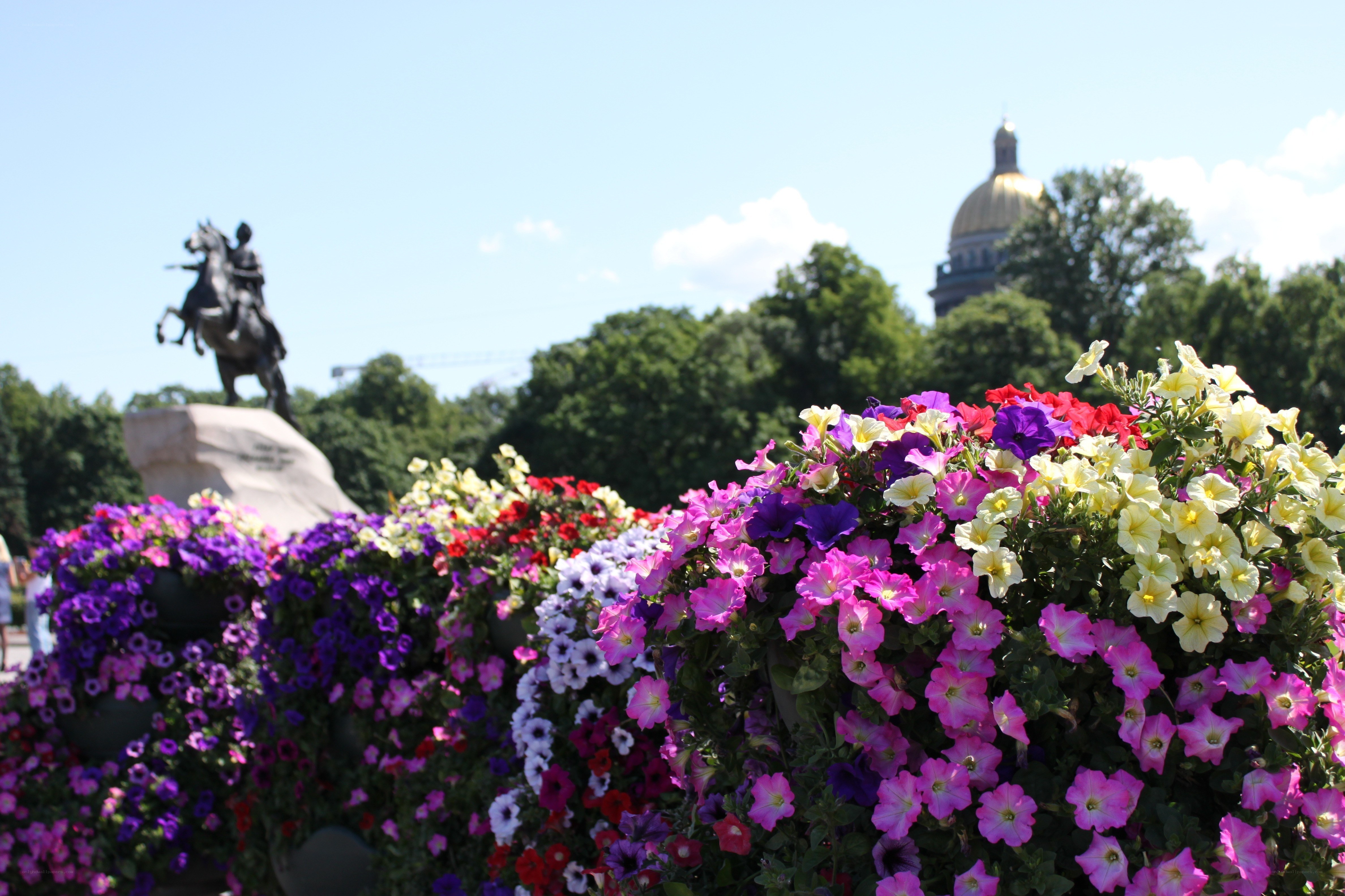 Flowers with equestrian statue in background