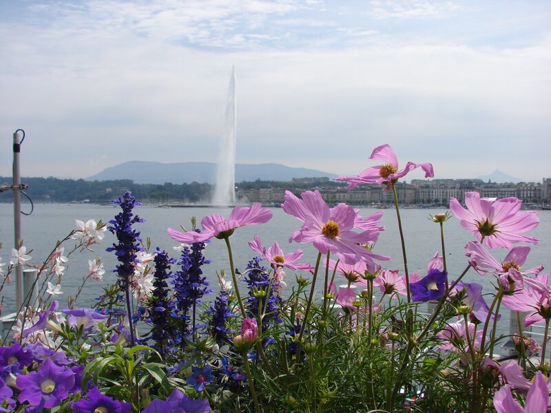 Flowers with fountain view