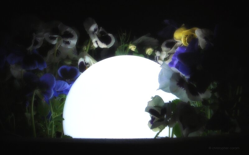 flowers with glowing orb