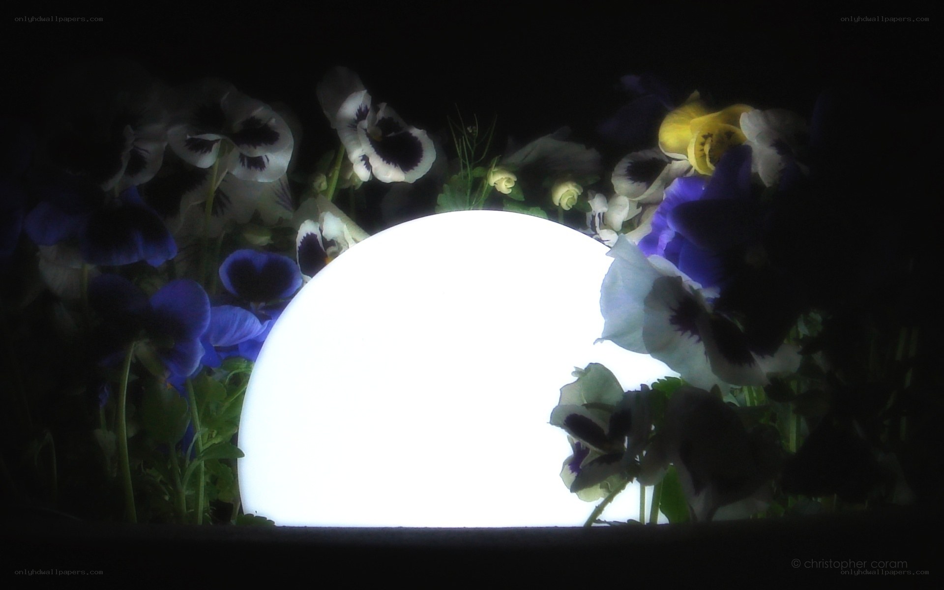 flowers with glowing orb