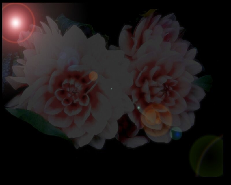 flowers with lens flare