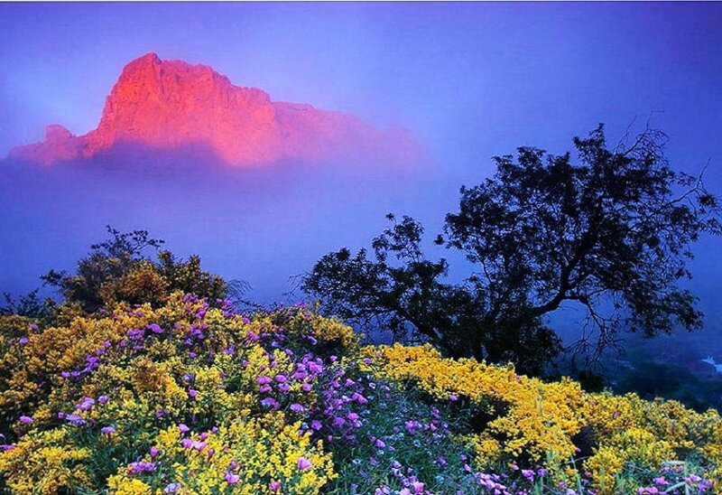Flowers with mountain at dawn